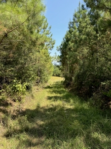 396 Acres South MS Timberland for Sale Amite County, MS - image 16