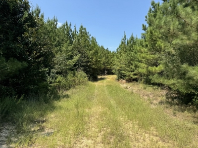 396 Acres South MS Timberland for Sale Amite County, MS - image 12