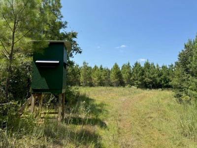 396 Acres South MS Timberland for Sale Amite County, MS - image 23
