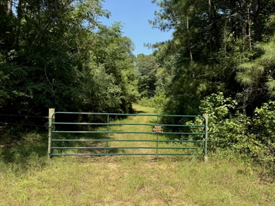 396 Acres South MS Timberland for Sale Amite County, MS - image 11