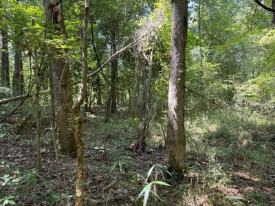 396 Acres South MS Timberland for Sale Amite County, MS - image 27