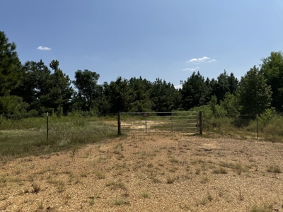 396 Acres South MS Timberland for Sale Amite County, MS - image 10