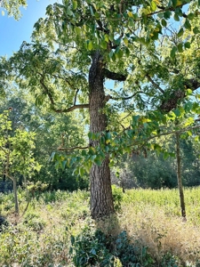 Cedar County Missouri Land For Sale - image 16