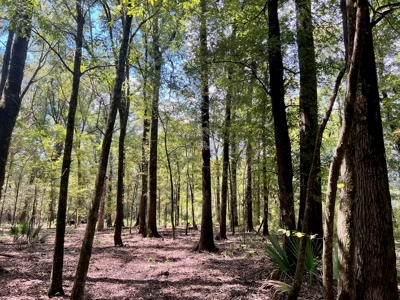 Hunting Land for Sale in Yazoo County, MS - image 19