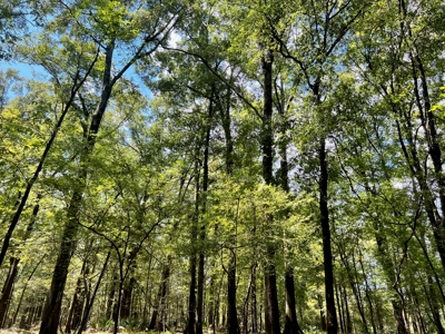 Hunting Land for Sale in Yazoo County, MS - image 12