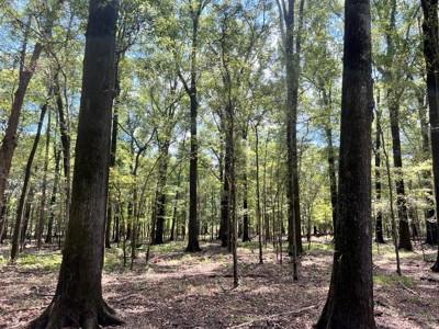 Hunting Land for Sale in Yazoo County, MS - image 20