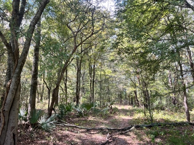 Hunting Land for Sale in Yazoo County, MS - image 2