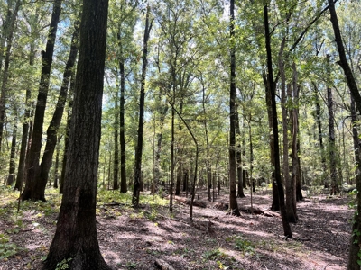 Hunting Land for Sale in Yazoo County, MS - image 11