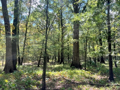 Hunting Land for Sale in Yazoo County, MS - image 7
