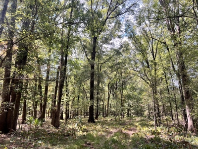 Hunting Land for Sale in Yazoo County, MS - image 5