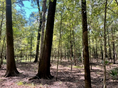 Hunting Land for Sale in Yazoo County, MS - image 22
