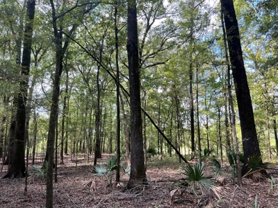 Hunting Land for Sale in Yazoo County, MS - image 16