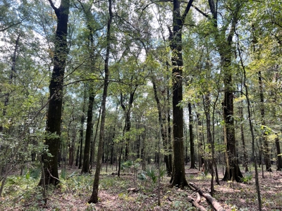 Hunting Land for Sale in Yazoo County, MS - image 15