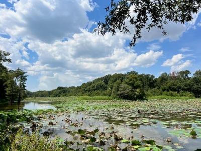 Hunting Land for Sale in Yazoo County, MS - image 1