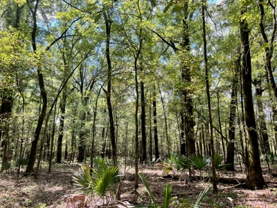 Hunting Land for Sale in Yazoo County, MS - image 13