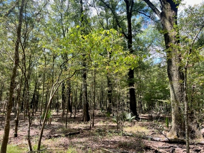Hunting Land for Sale in Yazoo County, MS - image 21