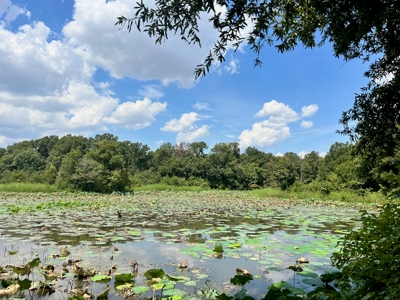 Hunting Land for Sale in Yazoo County, MS - image 3