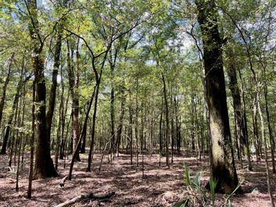 Hunting Land for Sale in Yazoo County, MS - image 23