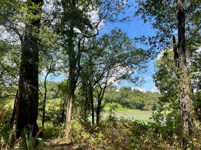 Hunting Land for Sale in Yazoo County, MS - image 6