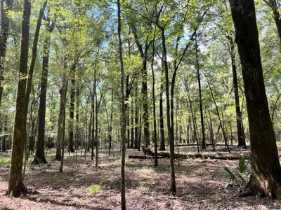 Hunting Land for Sale in Yazoo County, MS - image 18