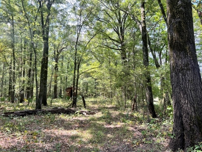 Hunting Land for Sale in Yazoo County, MS - image 10