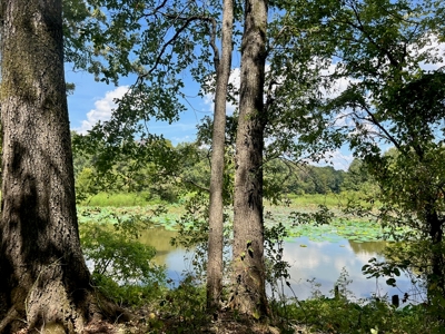 Hunting Land for Sale in Yazoo County, MS - image 8