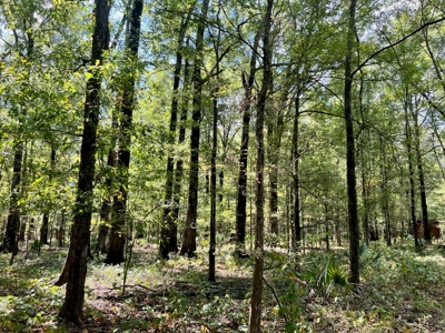 Hunting Land for Sale in Yazoo County, MS - image 9