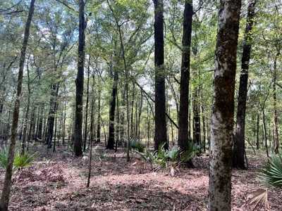 Hunting Land for Sale in Yazoo County, MS - image 14