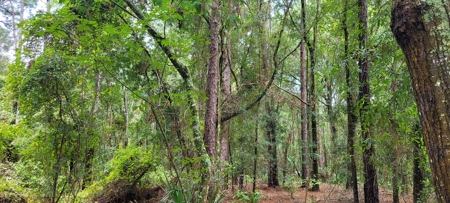 Commercial Property In Gilchrist County Florida!! - image 2