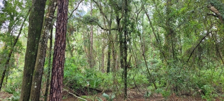 Commercial Property In Gilchrist County Florida!! - image 3