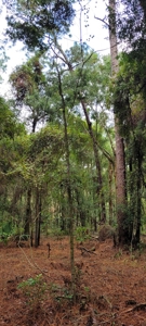 Commercial Property In Gilchrist County Florida!! - image 4
