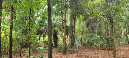 Commercial Property In Gilchrist County Florida!! - image 5