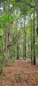 Commercial Property In Gilchrist County Florida!! - image 1