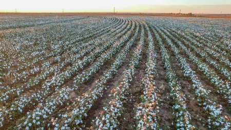 Thompson Half Circle CR 322 In Lamb County, TX! - image 26