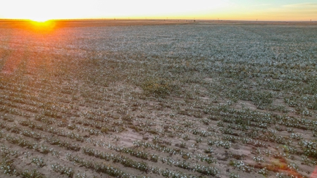 Thompson Half Circle CR 322 In Lamb County, TX! - image 31