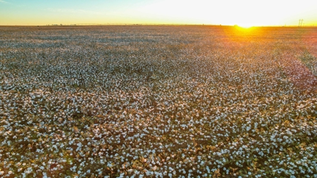 Thompson Half Circle CR 322 In Lamb County, TX! - image 32