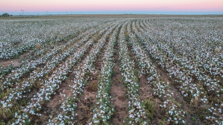 Thompson Half Circle CR 322 In Lamb County, TX! - image 23