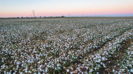 Thompson Half Circle CR 322 In Lamb County, TX! - image 30