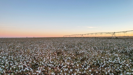 Thompson Half Circle CR 322 In Lamb County, TX! - image 24