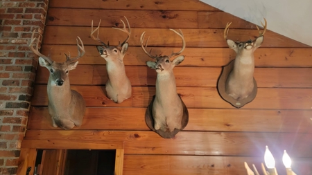 Atchafalaya  Basin  Hunting - Sportsman's  Paradise - image 1