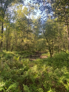 Atchafalaya  Basin  Hunting - Sportsman's  Paradise - image 9