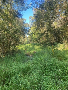 Atchafalaya  Basin  Hunting - Sportsman's  Paradise - image 7