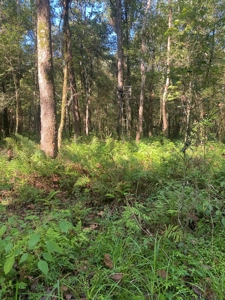 Atchafalaya  Basin  Hunting - Sportsman's  Paradise - image 5