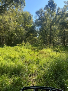 Atchafalaya  Basin  Hunting - Sportsman's  Paradise - image 17