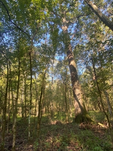 Atchafalaya  Basin  Hunting - Sportsman's  Paradise - image 10