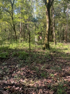 Atchafalaya  Basin  Hunting - Sportsman's  Paradise - image 3