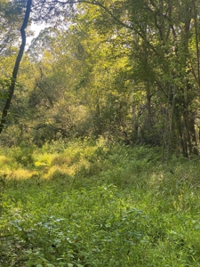 Atchafalaya  Basin  Hunting - Sportsman's  Paradise - image 14