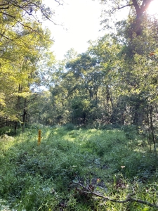 Atchafalaya  Basin  Hunting - Sportsman's  Paradise - image 6