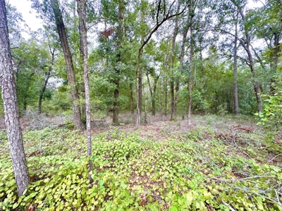 Land For Sale In Lafayette County!!! - image 3