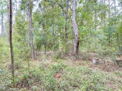 Land For Sale In Lafayette County!!! - image 5